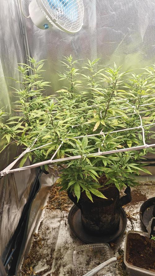 Bagseed bushes. Week 18 - PPP
