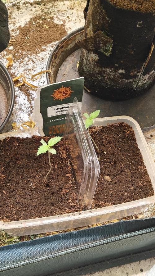 Laughing Buddha #2. Week 2 - W2D2 2 happy seeldings rooting