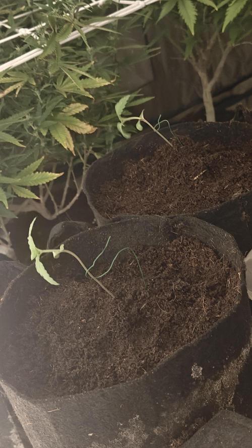 Laughing Buddha #2. Week 2 - W2D6