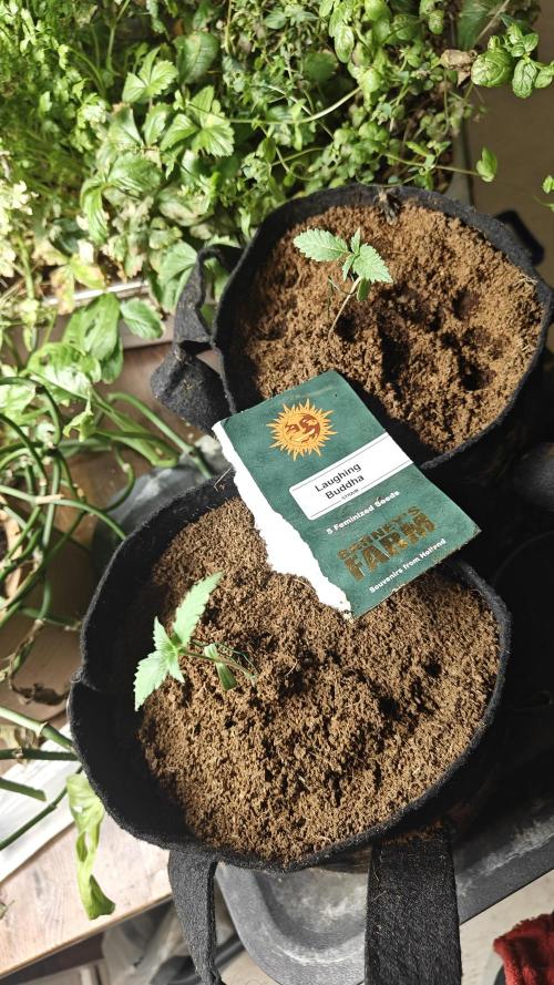 Laughing Buddha #2. Week 3 - W2D6