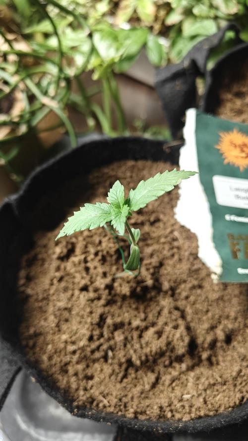 Laughing Buddha #2. Week 3 - W2D6