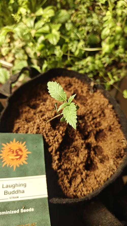 Laughing Buddha #2. Week 3 - W2D6