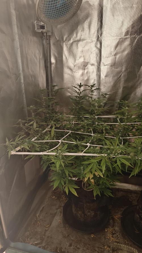 Bagseed bushes. Week 19 - PPP about to burst in full flower 
