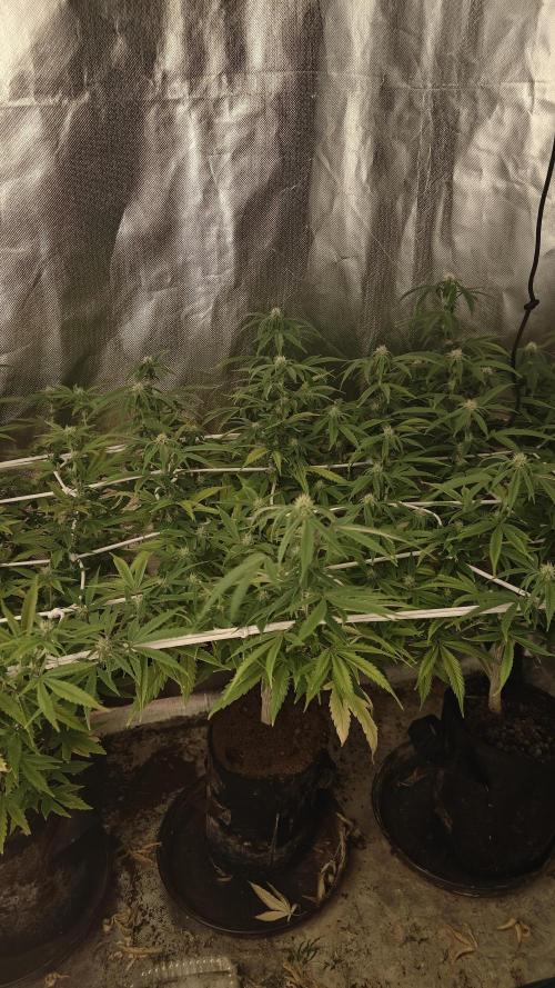 Bagseed bushes. Week 19 - UgJr1