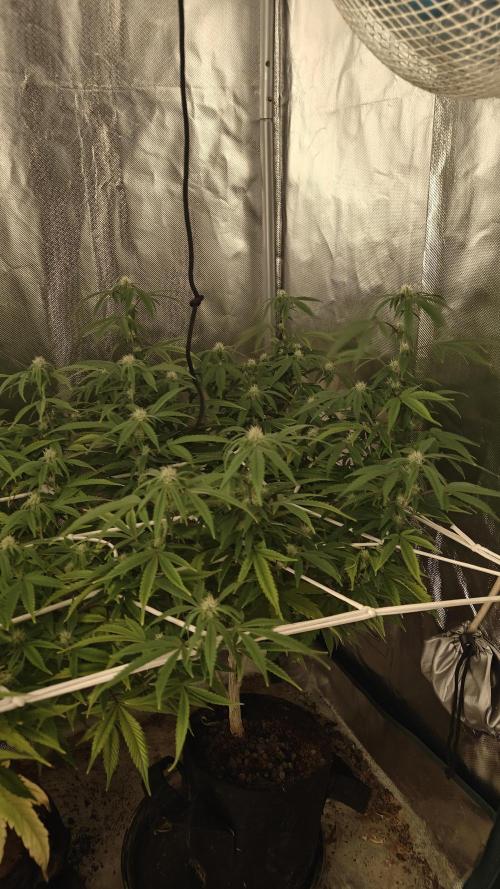 Bagseed bushes. Week 19 - Ugjr2