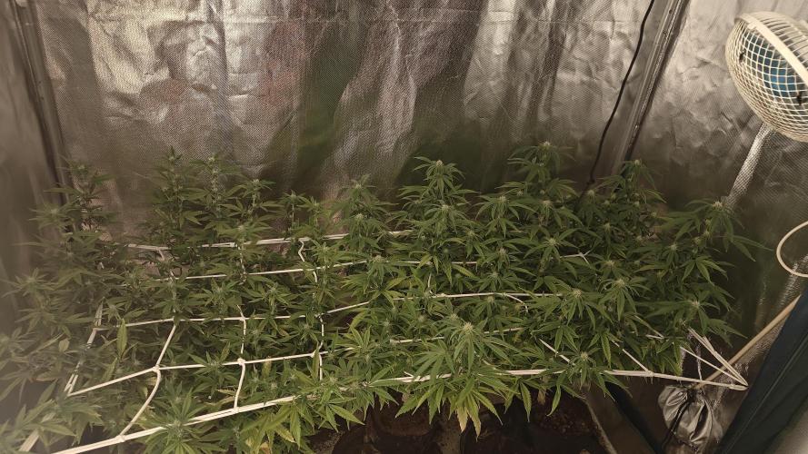 Bagseed bushes. Week 19 - Bagseed bushes