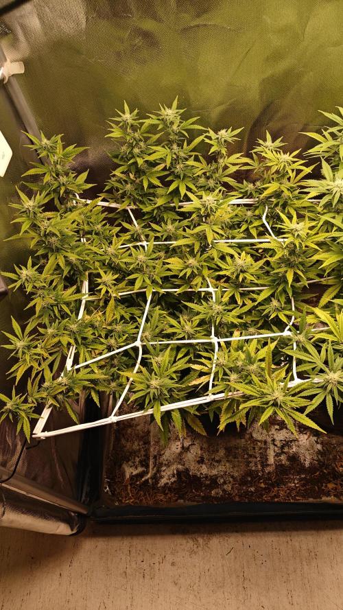 Bagseed bushes. Week 20 - PPP 