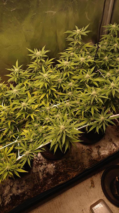 Bagseed bushes. Week 20 - UGJr 1
