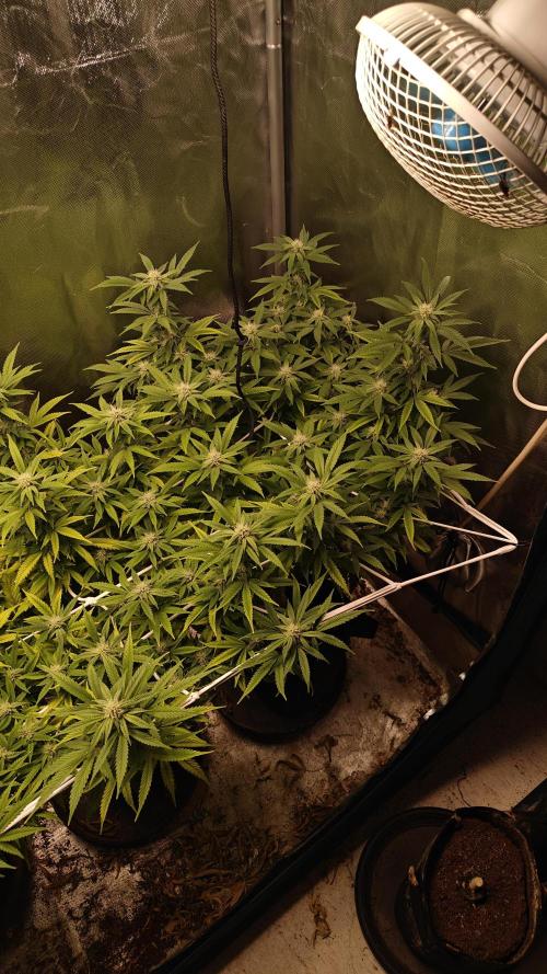 Bagseed bushes. Week 20 - UGJr 2