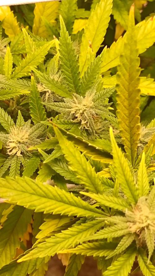 Bagseed bushes. Week 20 - PPP flower