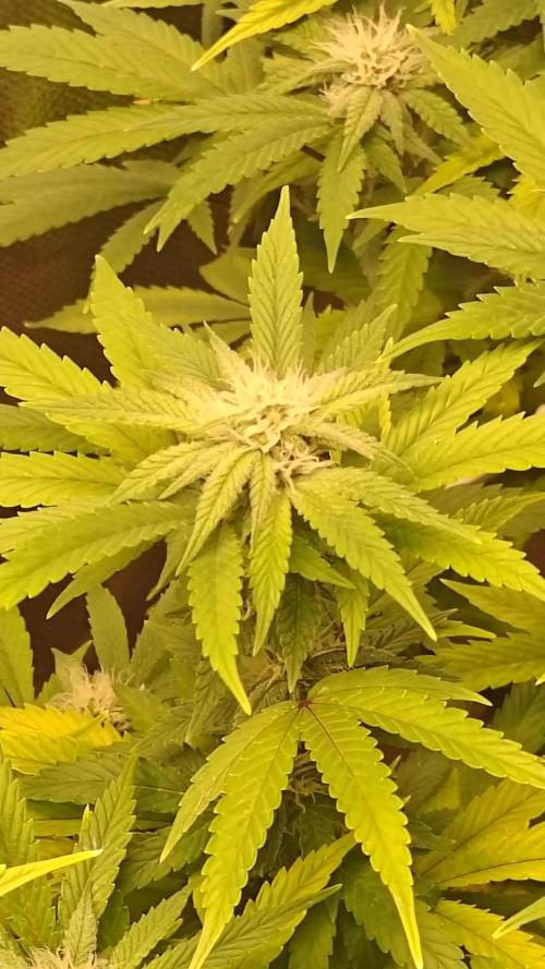 Bagseed bushes. Week 20 - UGJr 1 flower