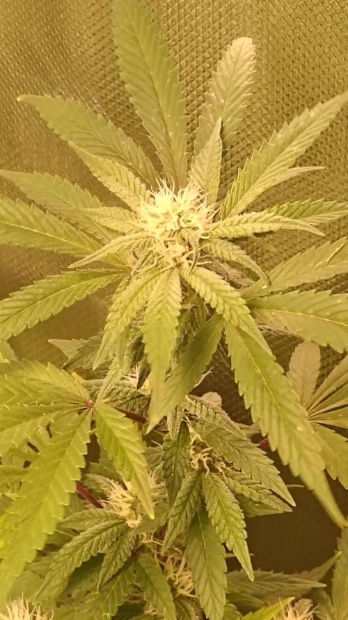 Bagseed bushes. Week 20 - UGJr 2 flower