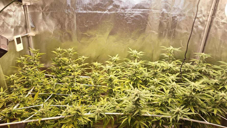 Bagseed bushes. Week 20 - Look at all those nuggets! 