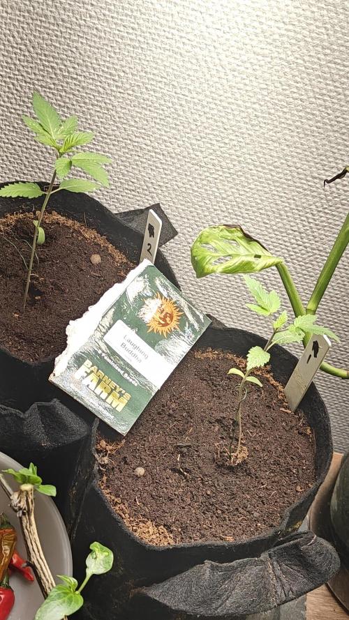 Laughing Buddha #2. Week 4