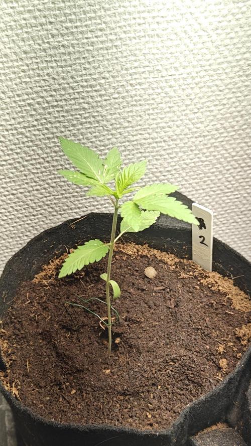 Laughing Buddha #2. Week 4