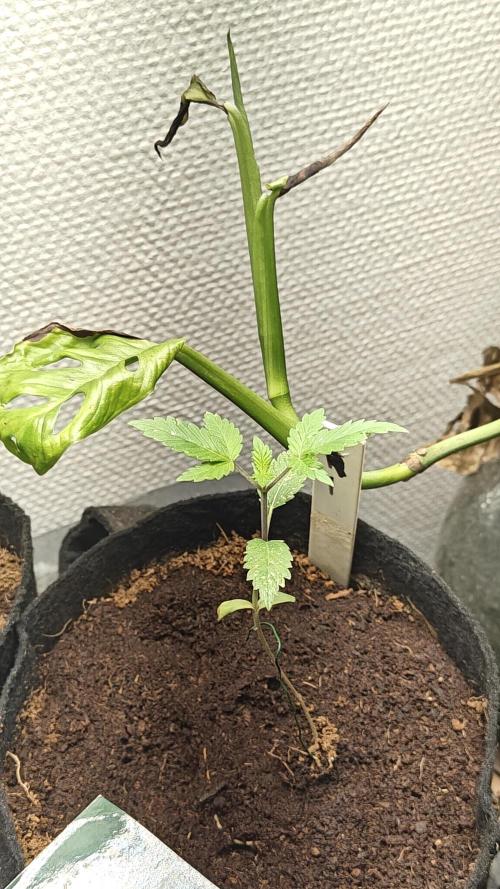 Laughing Buddha #2. Week 4