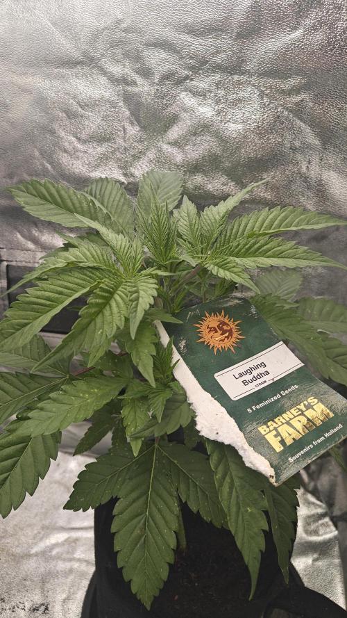Laughing Buddha #2. Week 6 - #2 has really big and strong leaves