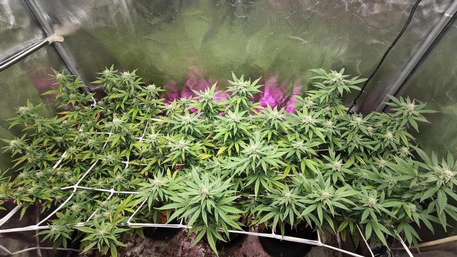 Bagseed bushes. Week 22 - 2 weeks of full flower