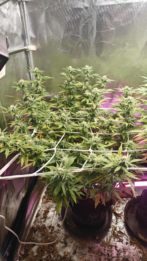 Bagseed bushes. Week 22 - PPP w21
