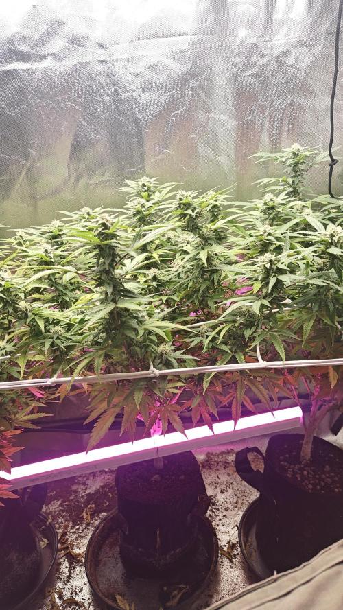 Bagseed bushes. Week 22 - UGJr. 1 w21