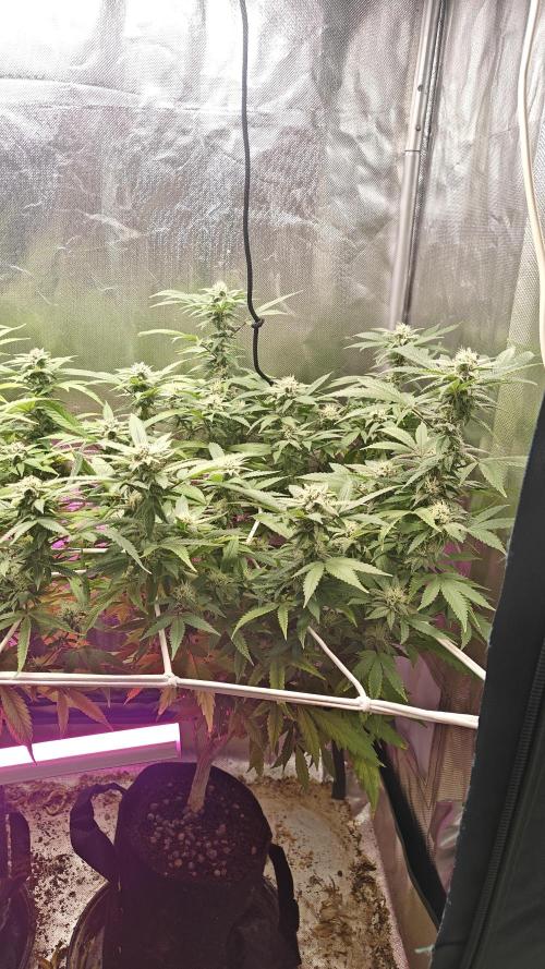 Bagseed bushes. Week 22 - UGJr. 2 w21