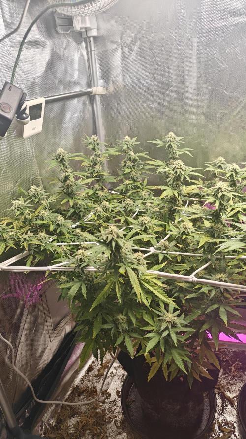 Bagseed bushes. Week 22 - ppp