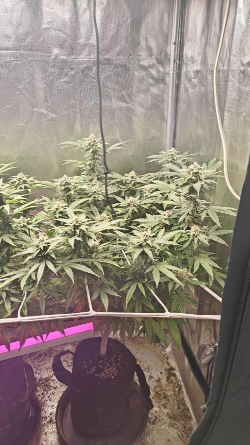 Bagseed bushes. Week 22 - ugjr2
