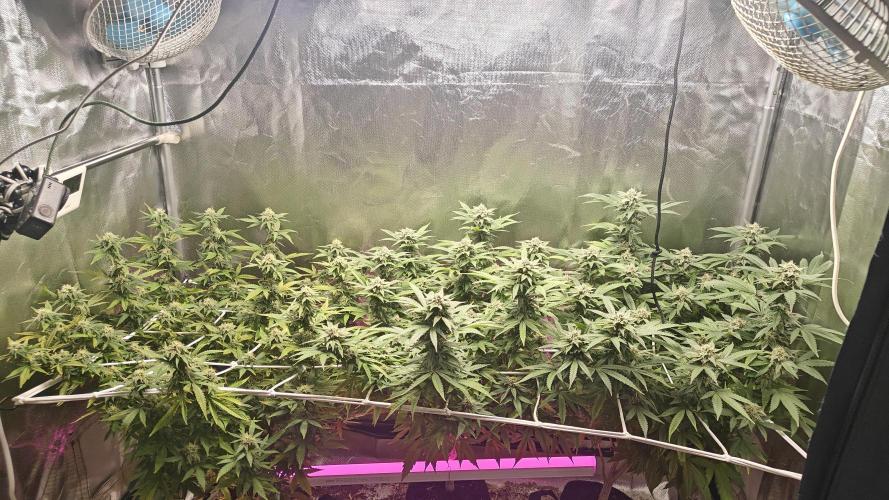 Bagseed bushes. Week 22 - 3weeks of full flower