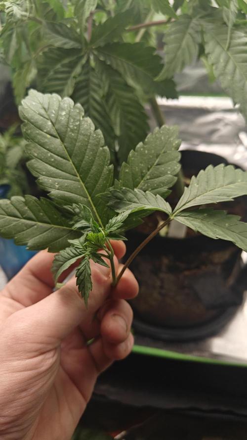 Laughing Buddha #2. Week 6 - 3 fingered leaves 
