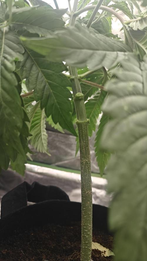 Laughing Buddha #2. Week 6 - #2 after mainlining 