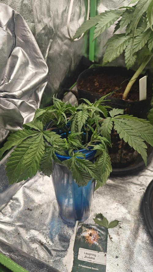 Laughing Buddha #2. Week 6 - took some clones from the cuttings 