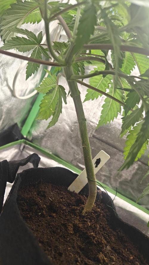 Laughing Buddha #2. Week 6 - #1 after mainlining