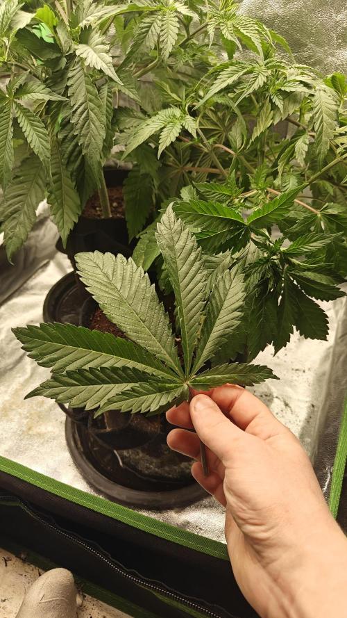 Laughing Buddha #2. Week 6 - #1 huge 9 FINGER leaf 