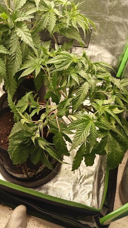 Laughing Buddha #2. Week 6 - #1 first LST