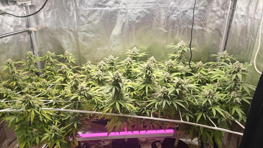 Bagseed bushes. Week 23