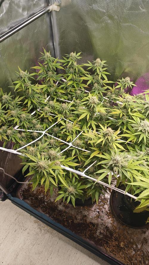 Bagseed bushes. Week 23