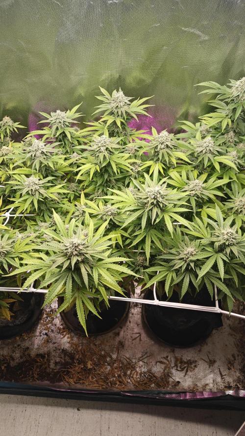 Bagseed bushes. Week 23