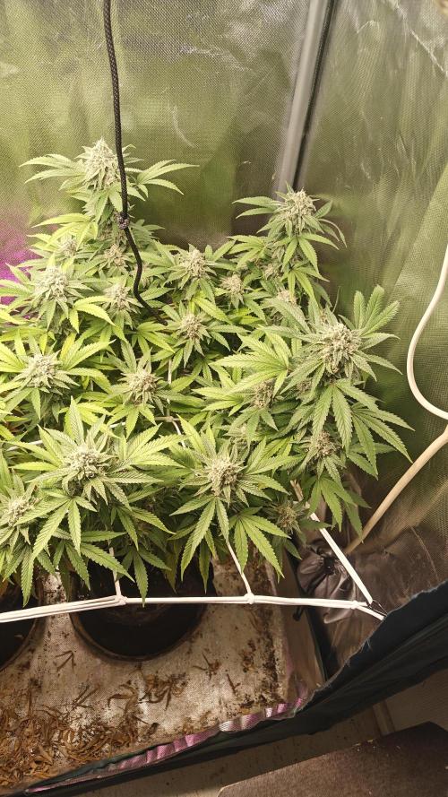 Bagseed bushes. Week 23