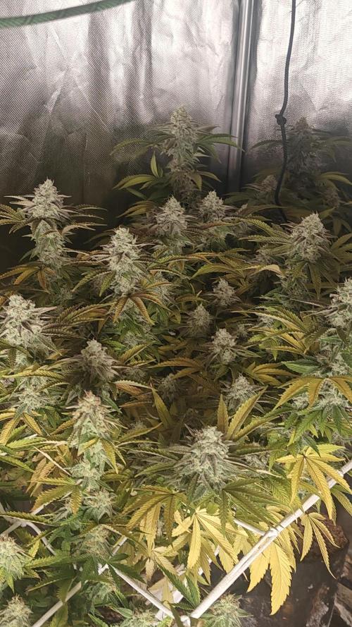 Bagseed bushes. Week 24