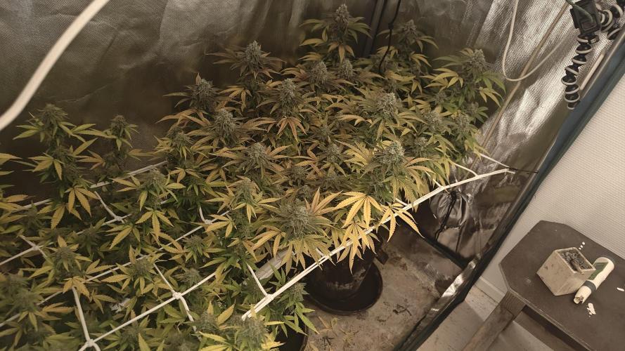 Bagseed bushes. Week 24