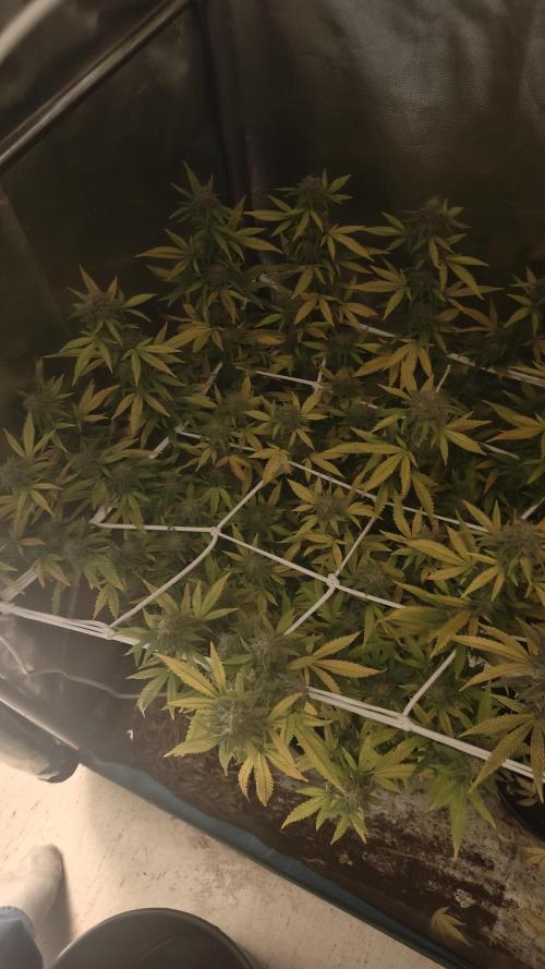 Bagseed bushes. Week 24