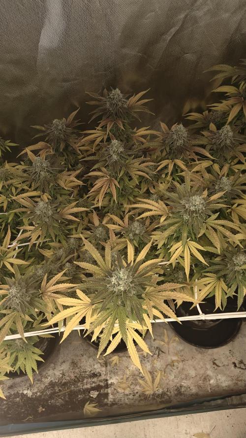 Bagseed bushes. Week 24