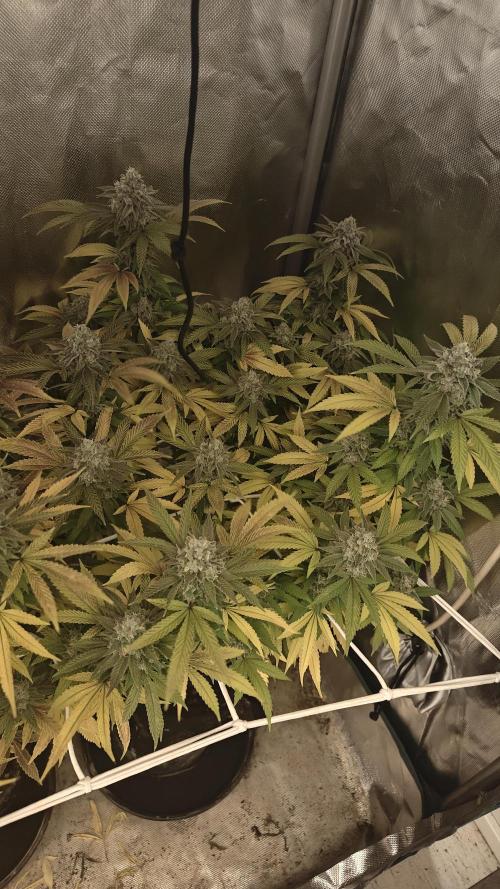 Bagseed bushes. Week 24