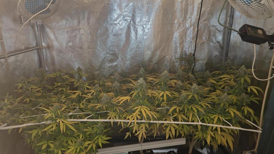 Bagseed bushes. Week 24