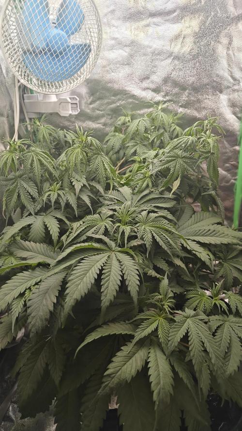 Laughing Buddha #2. Week 8