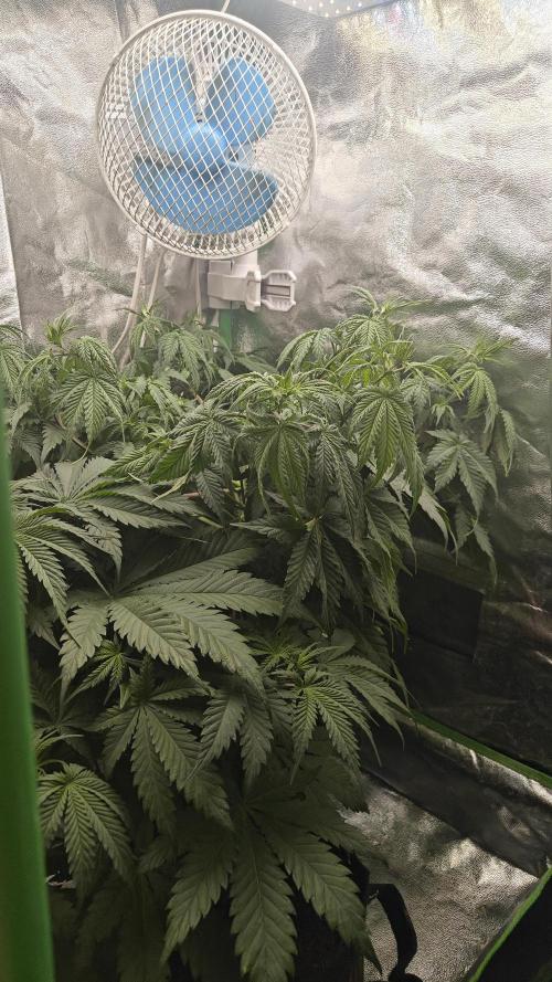 Laughing Buddha #2. Week 8
