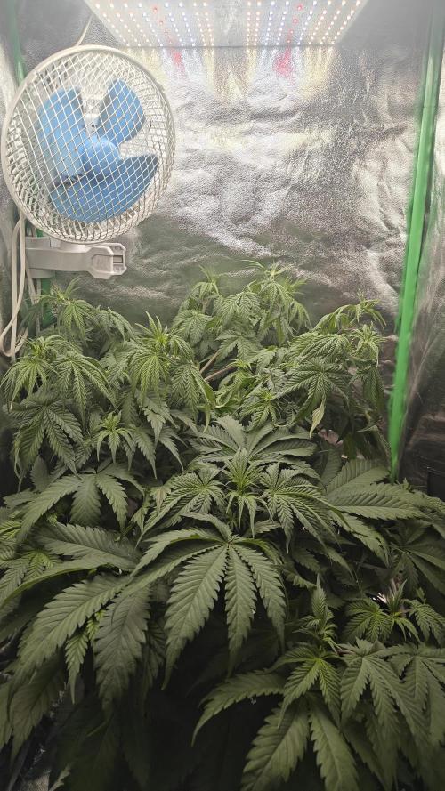 Laughing Buddha #2. Week 8