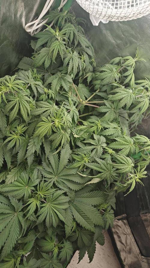 Laughing Buddha #2. Week 8