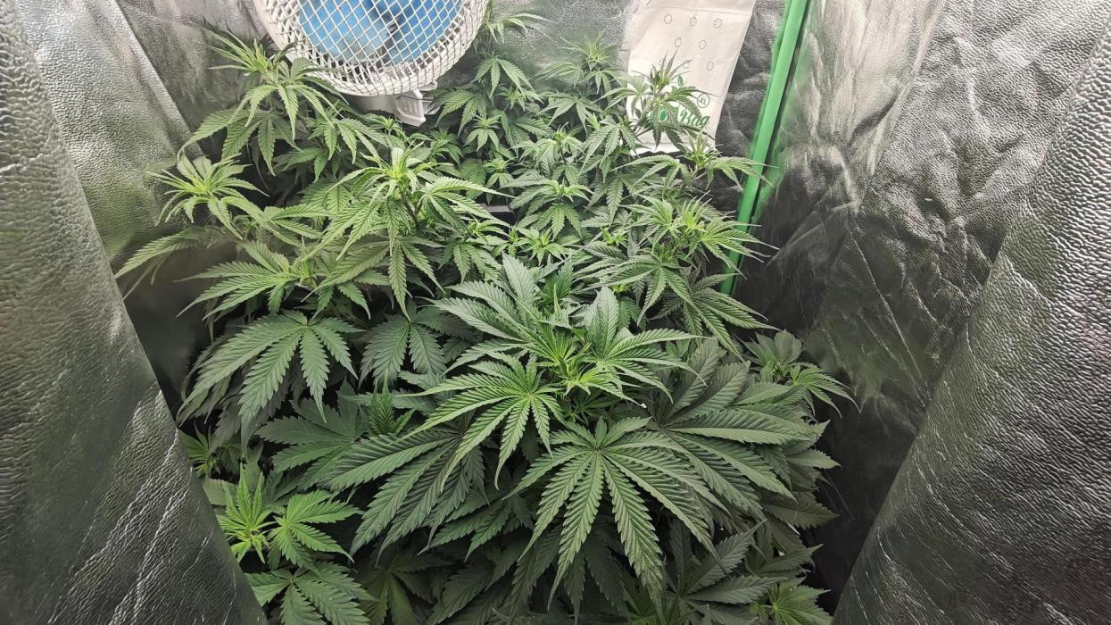 Laughing Buddha #2. Week 9
