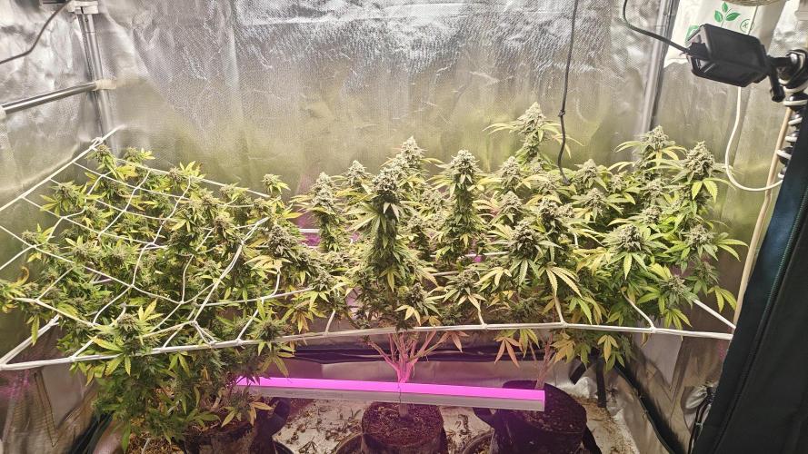 Bagseed bushes. Week 25